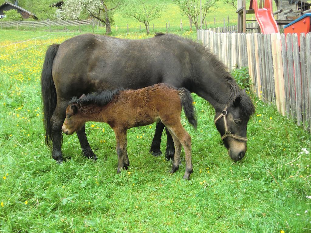 Feriendorf Ponyhof Fusch an der Grossglocknerstrasse Exterior foto
