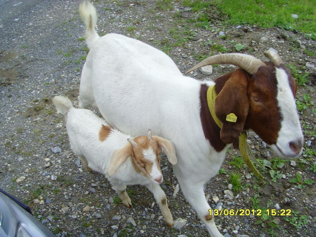 Feriendorf Ponyhof Fusch an der Grossglocknerstrasse Exterior foto